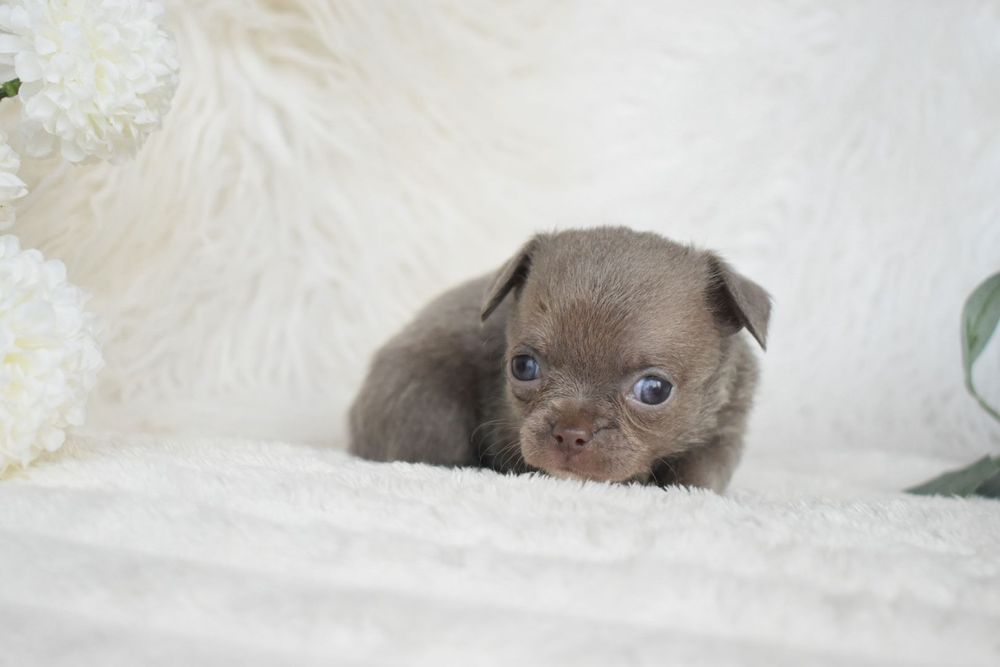 Chihuahua .Cabeça de maçã. Menina  Lilac de olhos azuis.