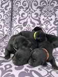 Labrador retriever szczeniak