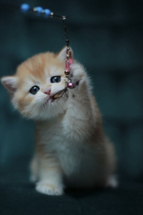 Oferujemy  czystego brytyjskiego kociaka o rzadkim kolorze