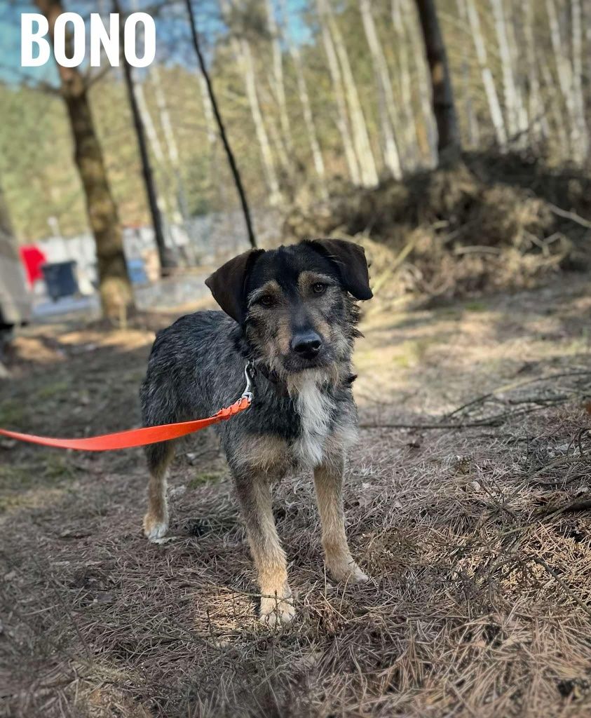 Łagodny, 1, 5 roczny Bonio, adopcja za darmo oddam