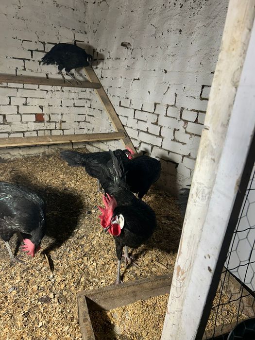 Miniory jaja lęgowe