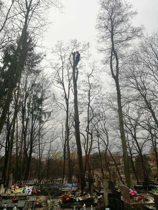 Wycinka drzew i krzewów. Metodą alpinistyczną i tradycyjną