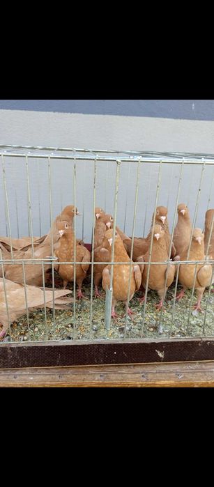 Gołębie tiplery zulte