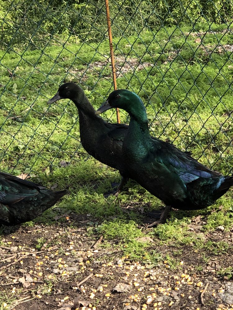 Ovos de pato cayuga