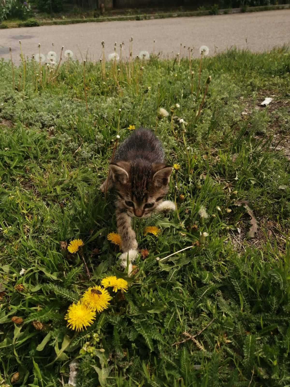 Котята Кошенята віддам підвеземо по місту