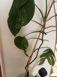 Monstera variegata