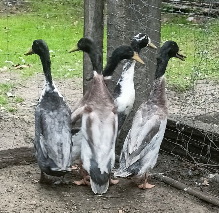 Sprzedam biegusy indyjskie