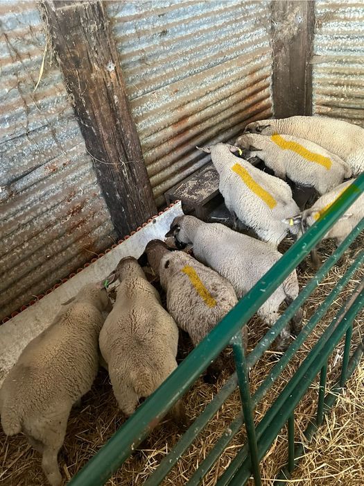 5 borregos machos cruzados de suffolk