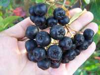 Aronia - owoce na przetwory