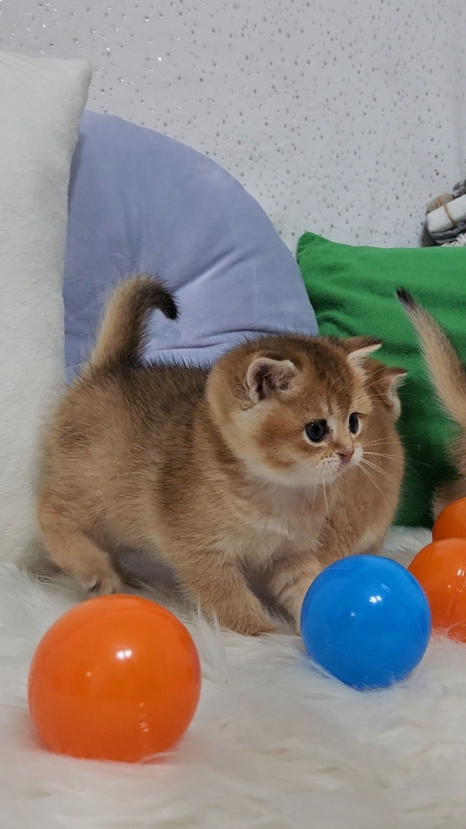 Шотдандські кошенята золота шиншила