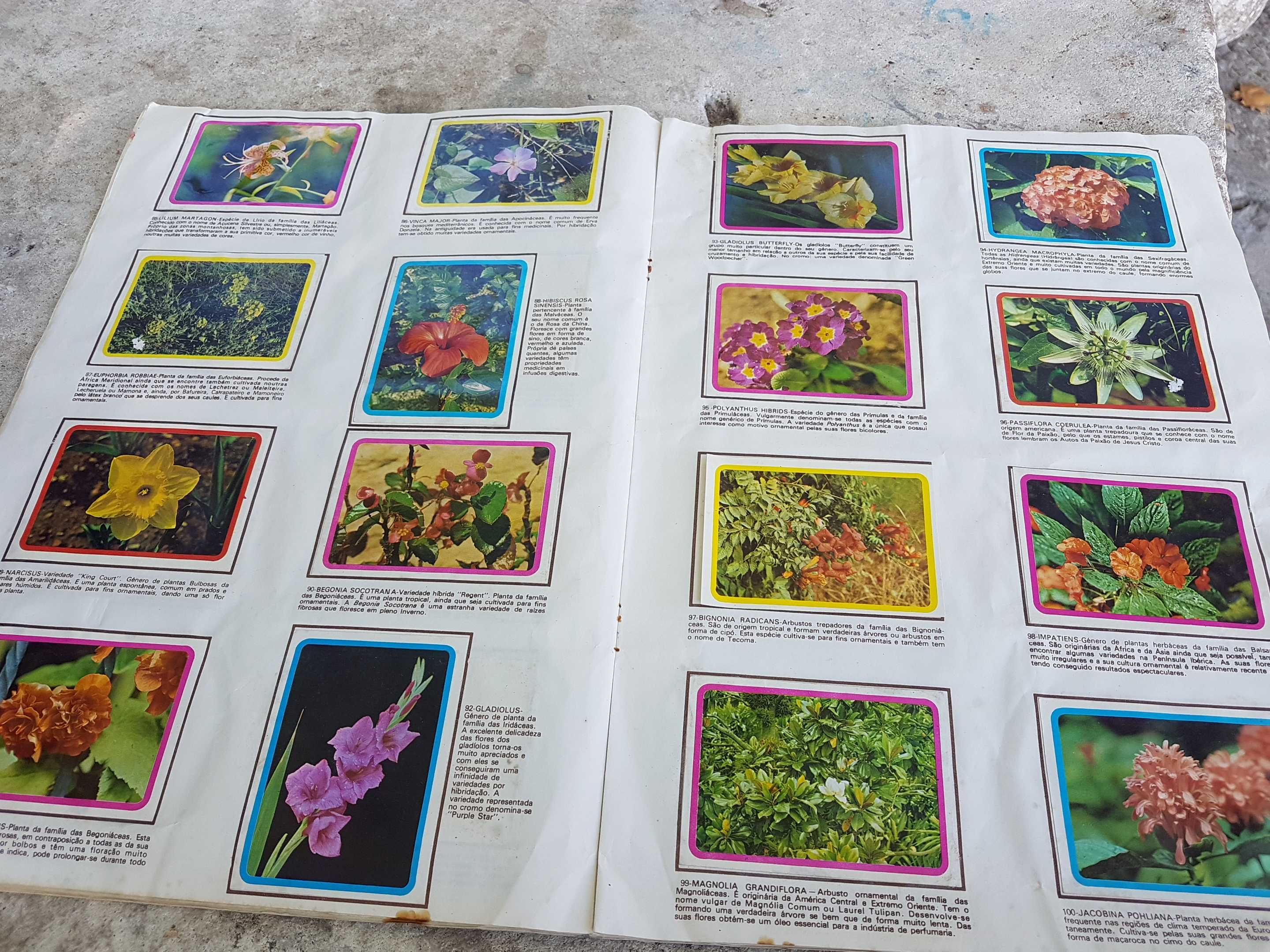 Caderneta botânica plantas, flores e frutos de 1977