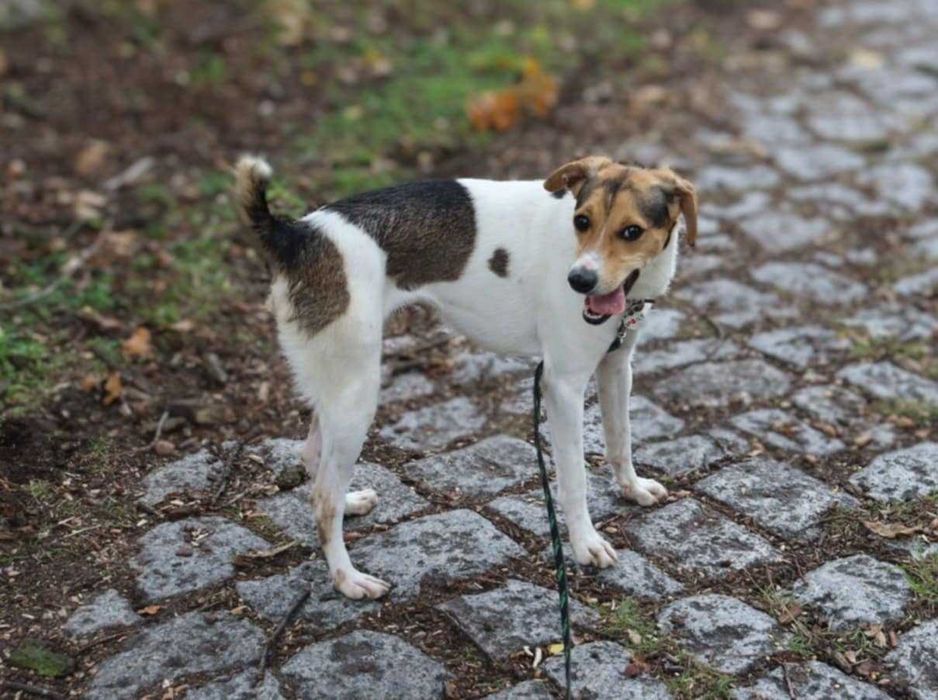 wesoła, młodziutka, nieduża sunia do adopcji