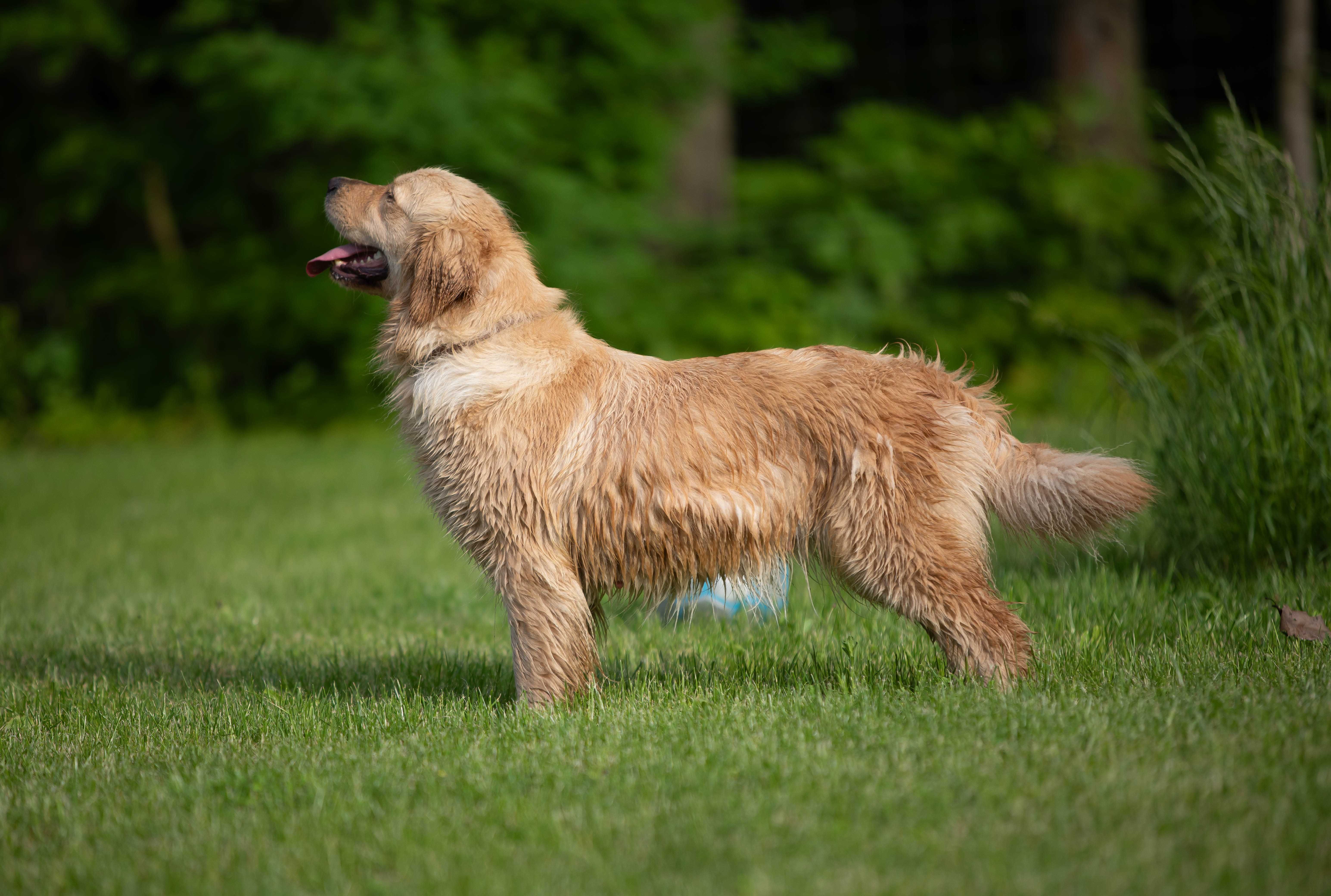 Golden Retriever - jasno złota sunia