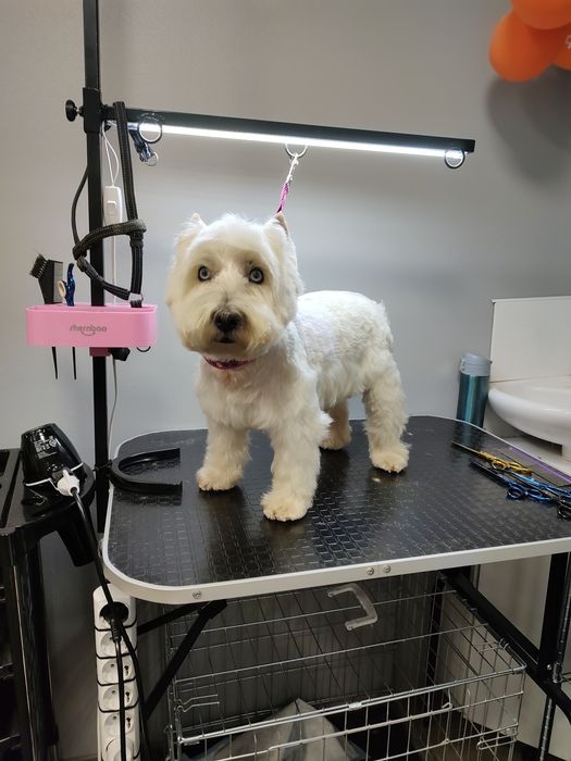 Шукаю моделей для створення портфоліо