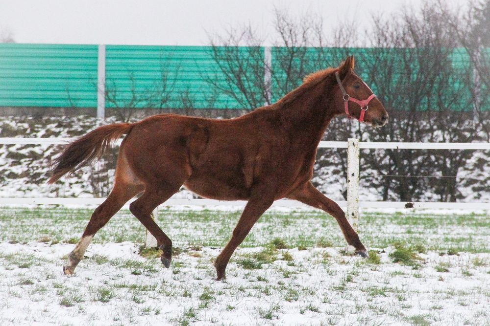 Klacz wielkopolska- dotacyjna