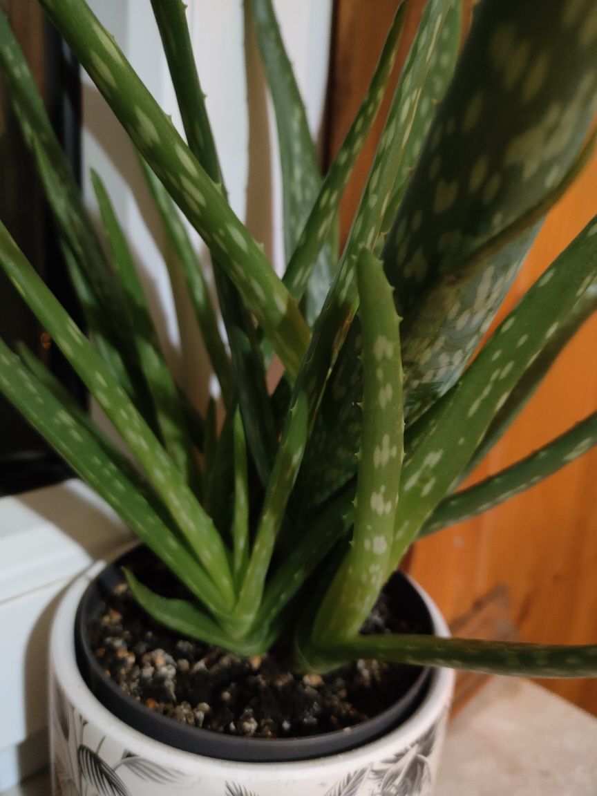 ALOES Młode sadzonki Aloe Vera