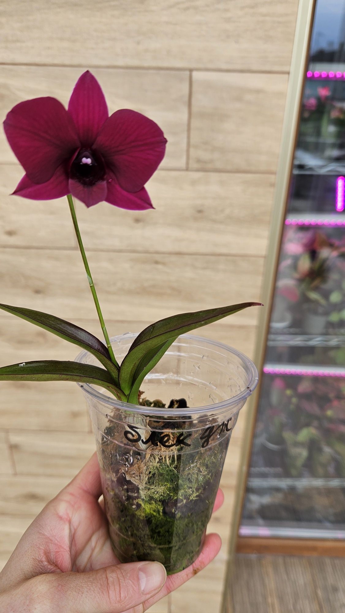 Продам орхідеї фаленопсис,дендробіум