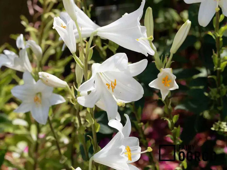 Lilijki Św. Antoniego - oryginalne