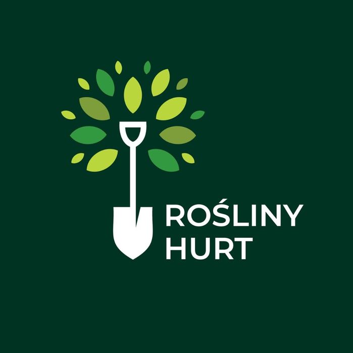 Kasztanowiec Biały (Aesculus Hippocastanum) 150-200 cm, donica