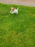 Jack Russell Terrier