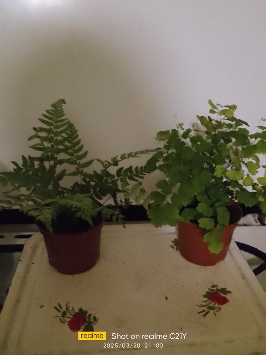 Тілландсія 3 вида, алоказія Поллі,,аспарагус Меєра,калістемон.