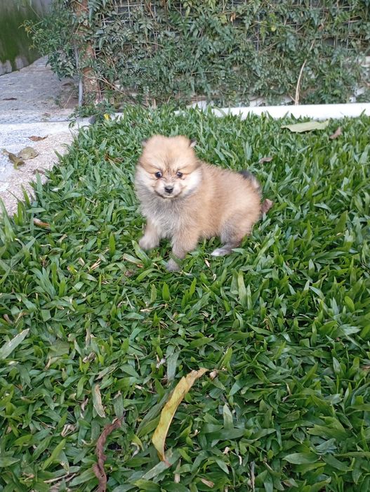 Spitz alemão fêmea