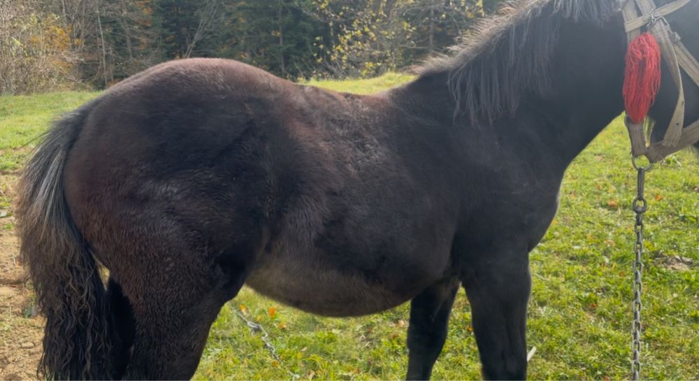 Продається Жеребчик 5міс  добрих великих коней