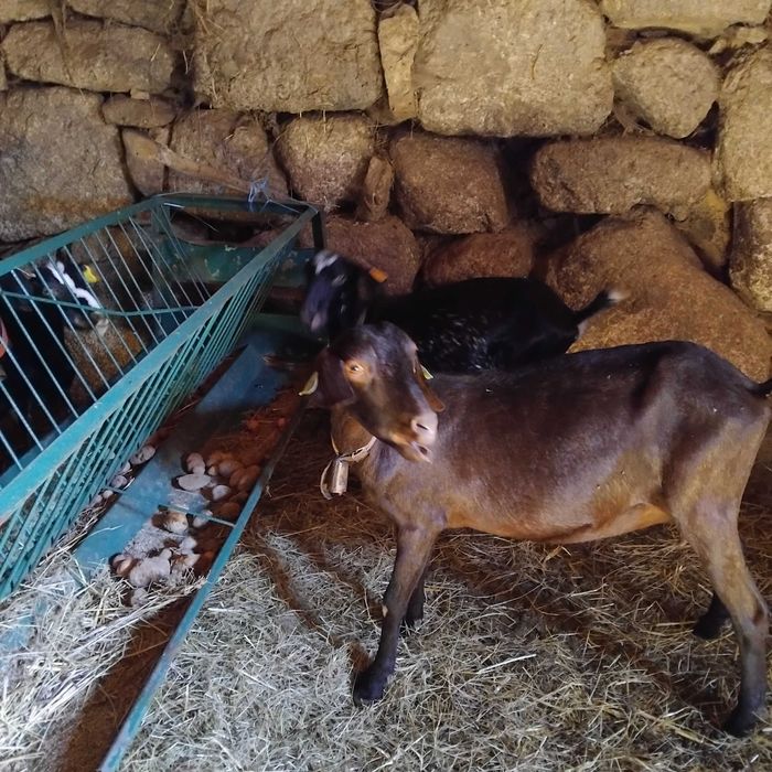 5 cabras ( 4  mochas e 1 cornuda )