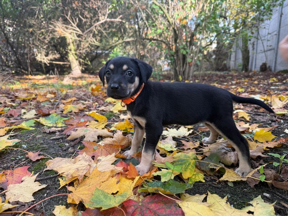Solea suczka szczeniak do adopcji