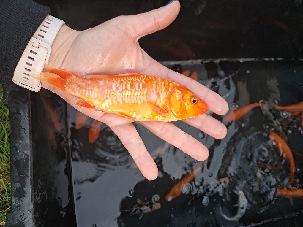 Karp koi narybek kroczek Karp Tołpyga lin