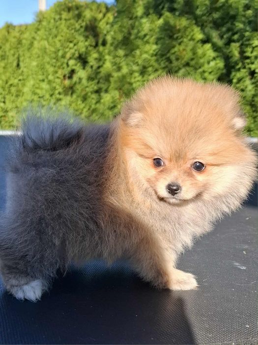 Szpic miniaturowy Pomeranian