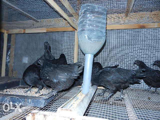 Куры Аямцемани продам