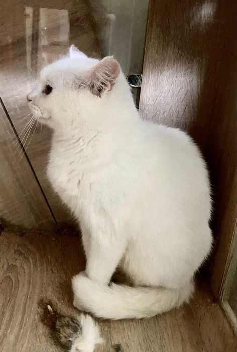 Білосніжна красуня шукає теплий і люблячий дім!