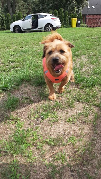 Przeuroczy Tofik chce mieć domek