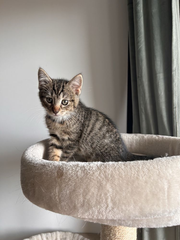 Mlode kociaki do adopcji