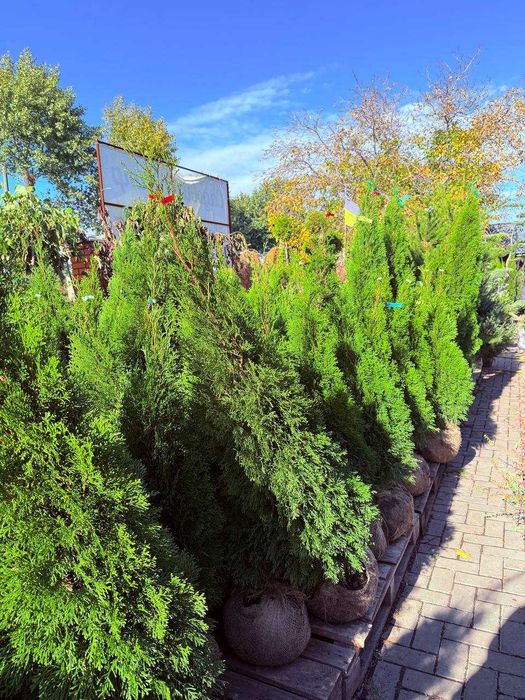 Продам туї, сосни, ялини, ялівці, гортнзії, магноліі, троянди