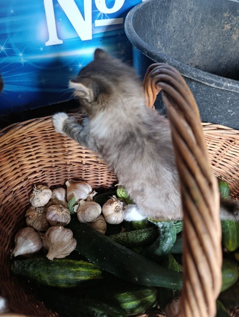 Кошечка бесплатно