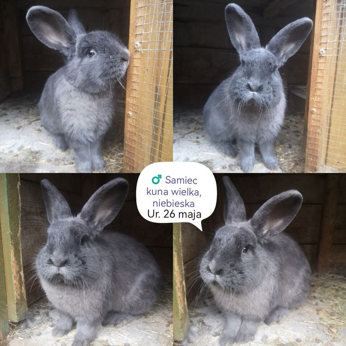 Kuna wielka, Wiedeński niebieski, mieszańce, króliki