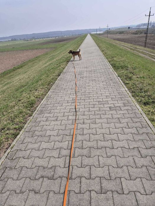 Behawiorysta zwierząt, petsitter