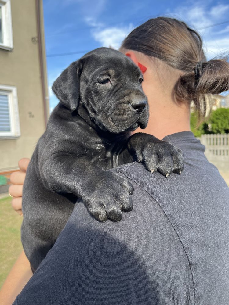 Cane Corso Italiano