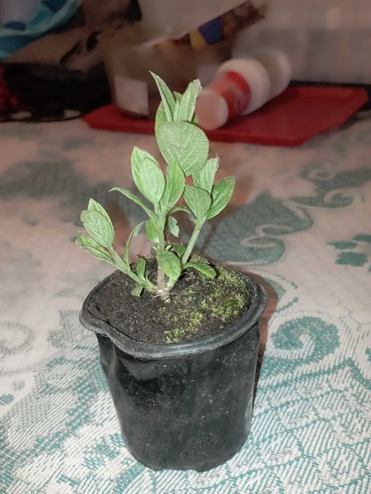 Гортензія мітловидна