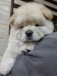 FCI . КСУ. Chow chow