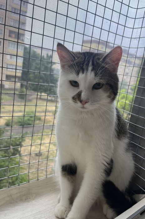 Отдам кота в хорошие руки