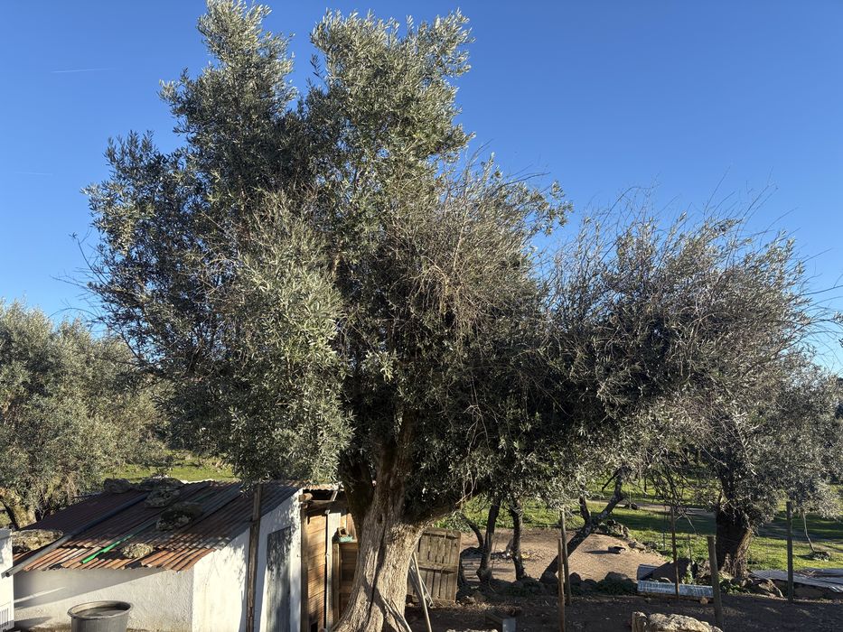 Limpeza de oliveiras