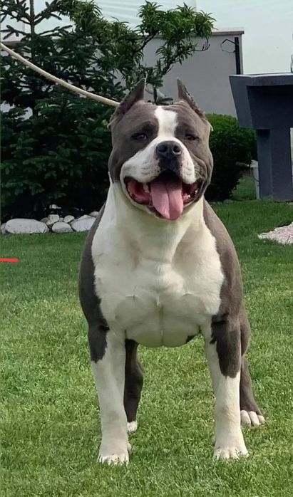 Шикарные щенки с полным пакетом документов