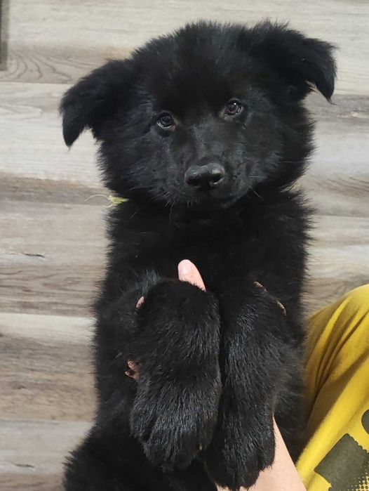 Цуценята німецької вівчарки