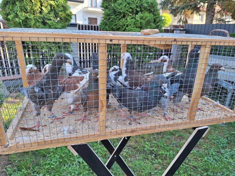 Sprzedam gołębie Garbonosy  różne kolory Zapraszam