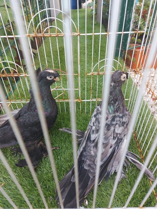 Vendo várias raças de pombos