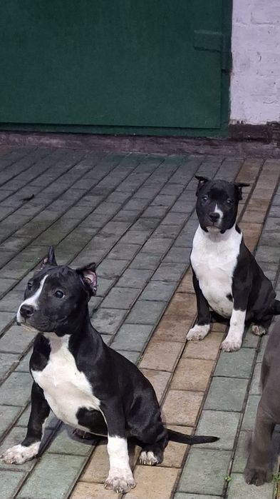 Две девочки Ам стаф. Свободны.