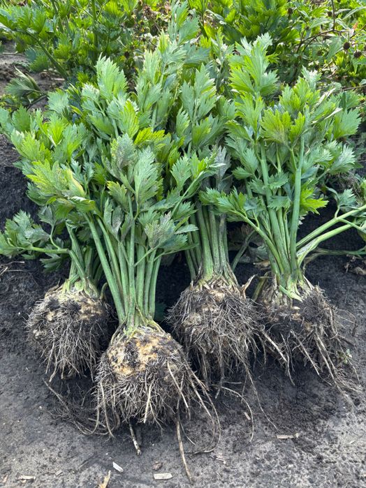 Seler korzeniowy świeży